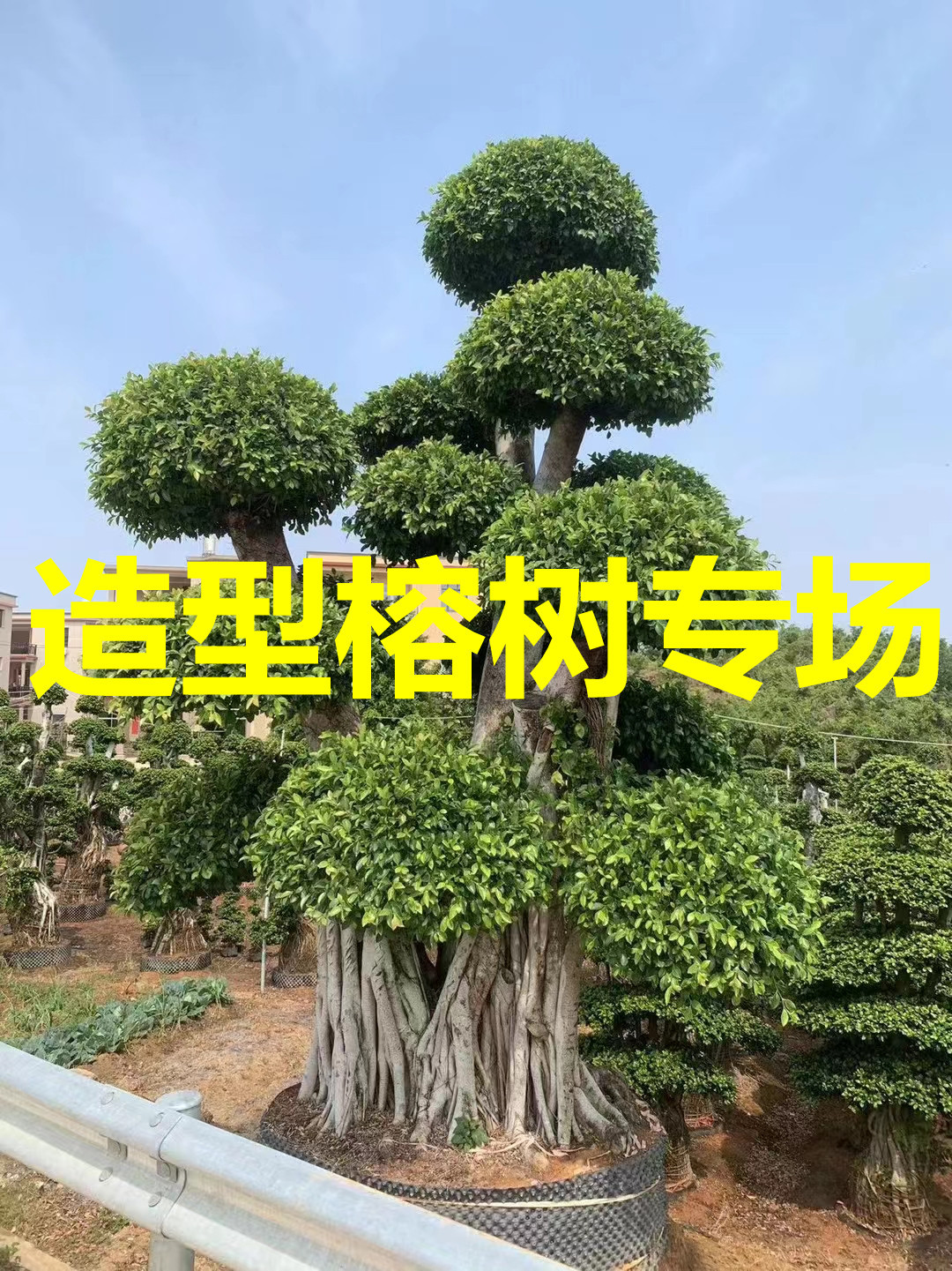 重庆精品造型榕树 批发广西小叶榕报价 四川小叶榕桩