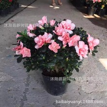 批发毛杜鹃苗 杜鹃小苗毛娟 花卉种苗 毛绢 工程庭院别墅绿化小苗