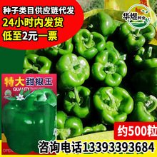 金宇盛辉大甜椒王种子 厂家批发灯笼椒青椒菜椒种籽 菜园农家蔬菜