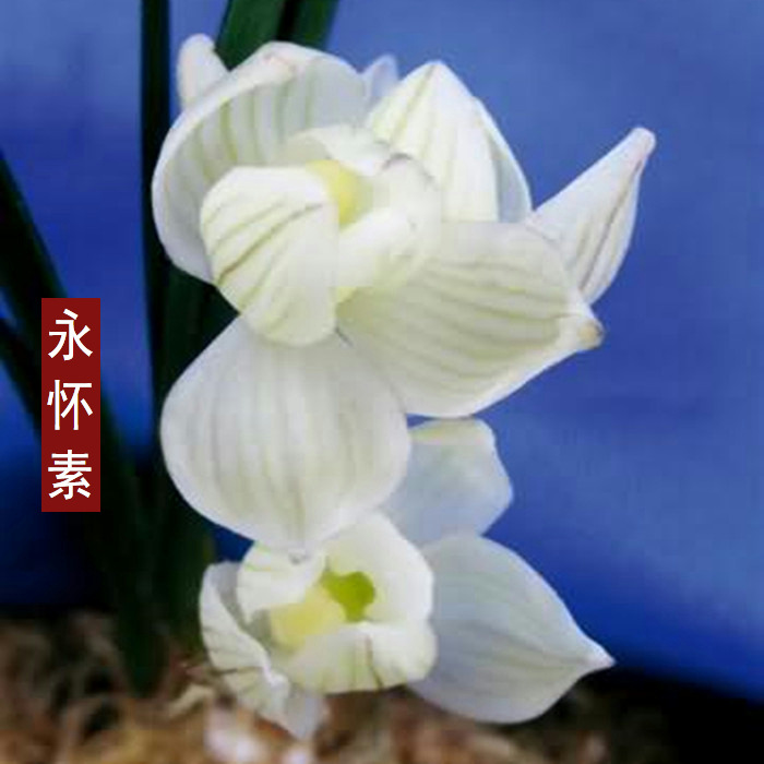 名贵兰花浓香无花苞永怀素素冠荷鼎花卉植物兰草室内庭院3件包邮