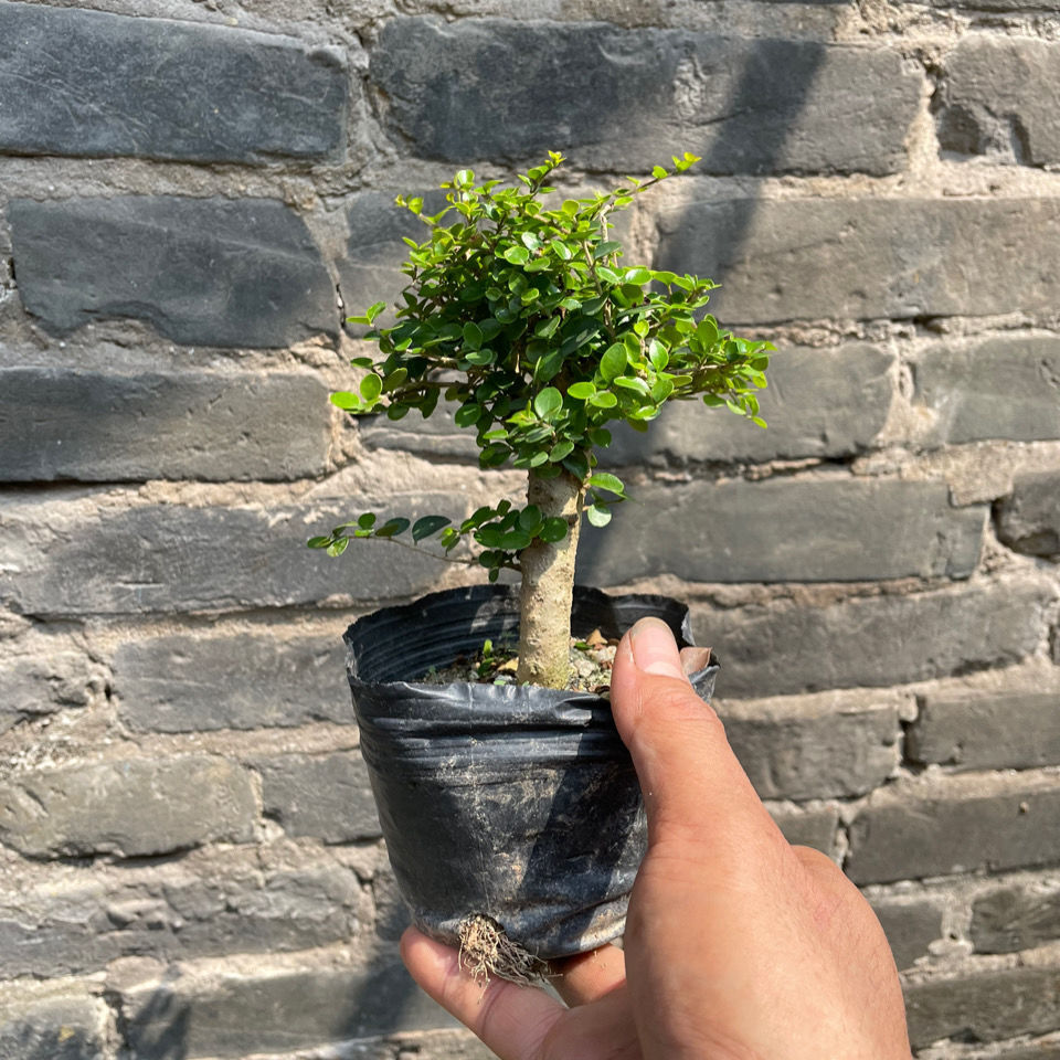 海南香兰树盆景稀有品种庭院悬崖造型植物树种开花浓香