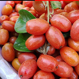 羊奶果新鲜2斤现摘云南特产应季酸甜孕妇稀奇罕见水果野果子包邮