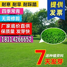 草坪种子四季长青免修剪剪股颖高羊茅黑麦草草籽狗牙根护坡绿化