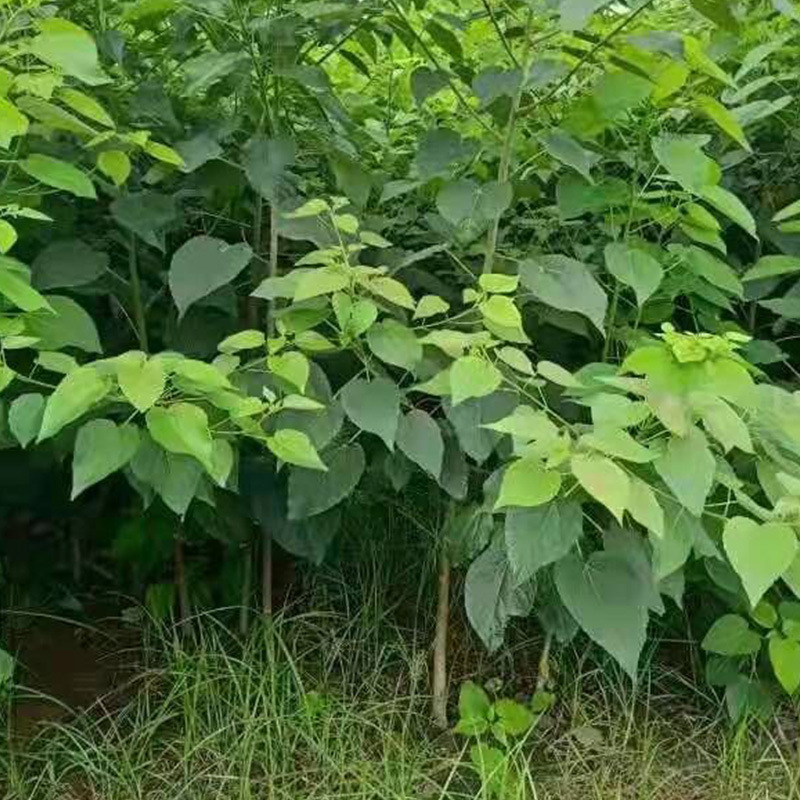 批发基地批发山桐子小苗山桐子树苗荒山湿地护坡造林苗木