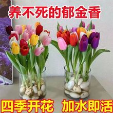 四季开花水培郁金香种球大球室内浓香花卉懒人大苗植物绿植耐寒