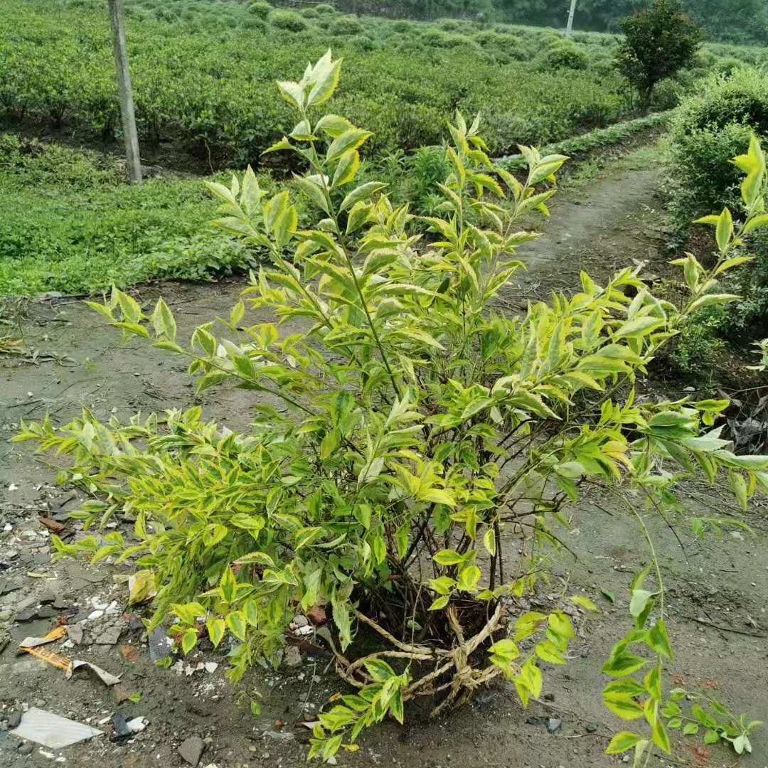 花叶连翘 金叶连翘 假连翘  杯苗地苗 规格齐全