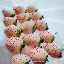 白草莓种子批发水果种子白色奶油草莓质优价低当年新种 芽率高