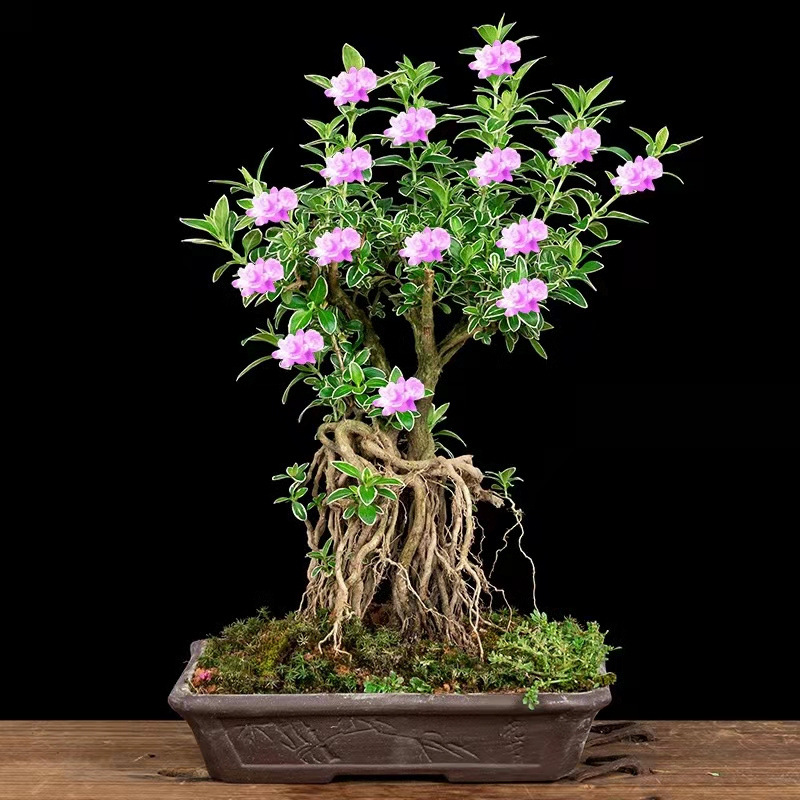 六月雪盆栽老庄提根造型盆景花卉四季金边六月雪盆景植物室内易活