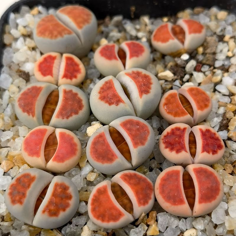 基地直供大棚多肉植物生石花冰橙orange ice花卉绿植园艺小盆栽pp