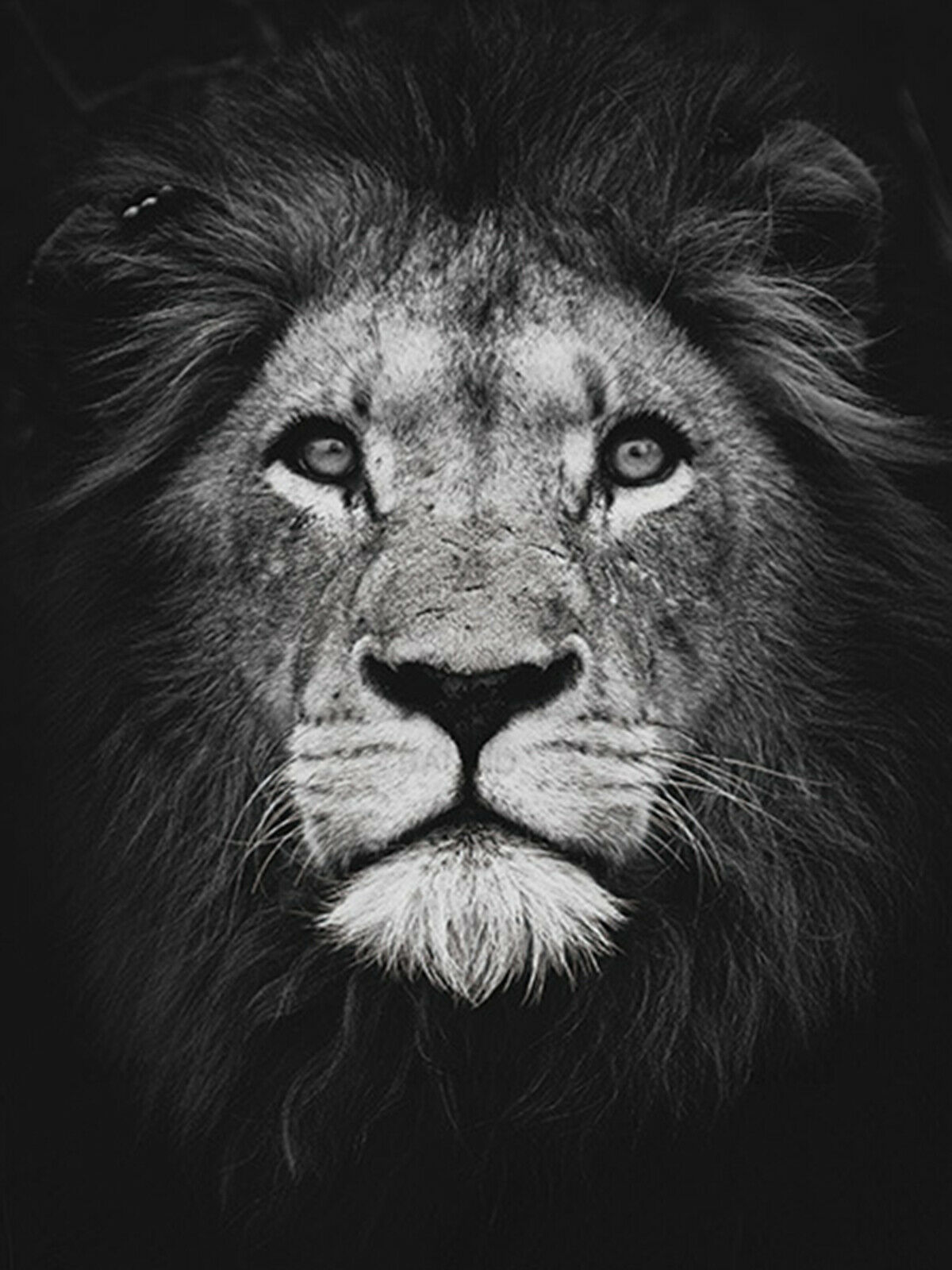 狮子王黑白头像外贸手工钻石绣钻石画产地源头厂家直销批发十字绣