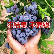 蓝莓苗盆栽地栽蓝莓树苗阳台南方北方种植大苗当年结果耐寒易成活