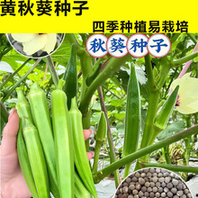 黄秋葵种子种籽苗高产水果四季盆栽红蔬菜孑菜种带土秧菜籽大全