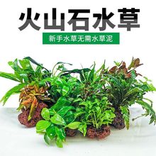 鱼缸水草造景懒人火山石多孔石定植活体淡水植物水榕沉木水族箱