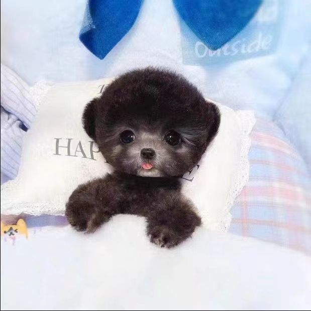 泰迪犬活物家养泰迪幼犬活物长不大茶杯犬泰迪幼犬纯种活体宠物狗