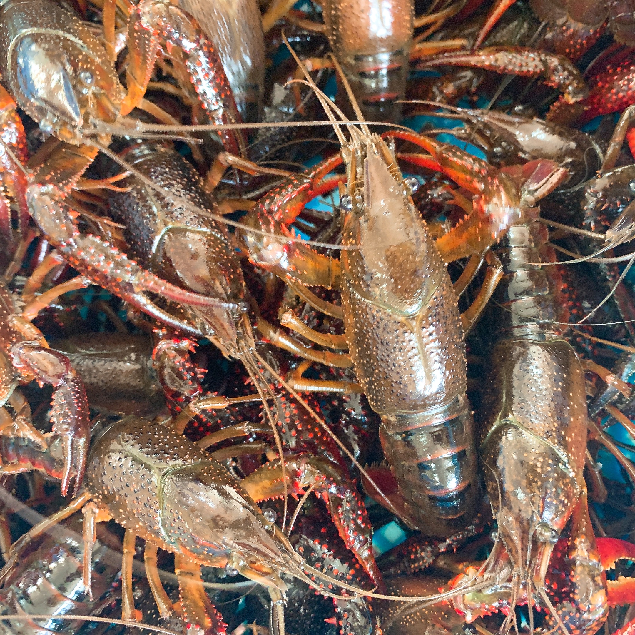 龙虾鲜活大龙虾