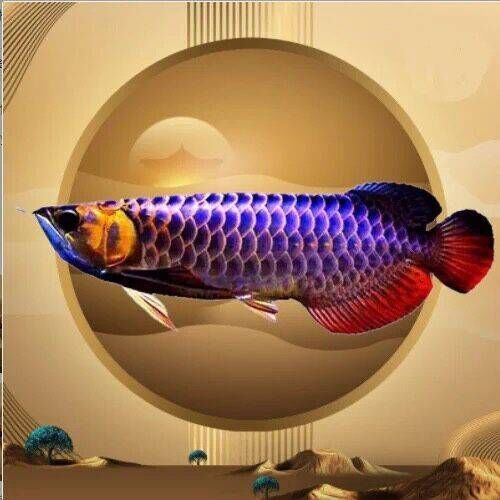 水中之龙紫麒麟金龙鱼过背蓝龙鱼红龙鱼银龙鱼盲发古