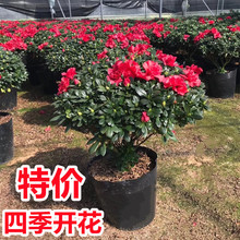 杜鹃花盆栽映山红花苗四季开花不断庭院阳台室内绿植易养花卉植物