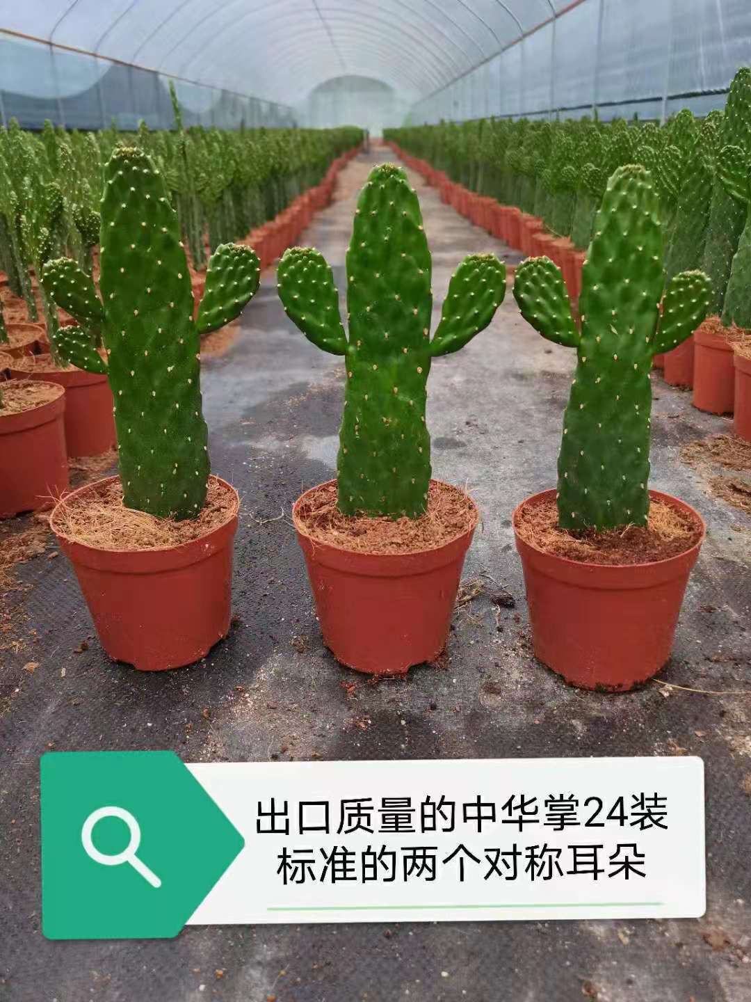 【新品】无刺仙人掌中华掌耐干耐阴桌面盆栽招财手多肉植物创奇批