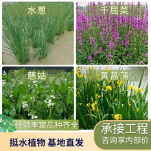 跨境批发挺水植物绿化河道湿地水生挺水植物水葱苗各种水生植物
