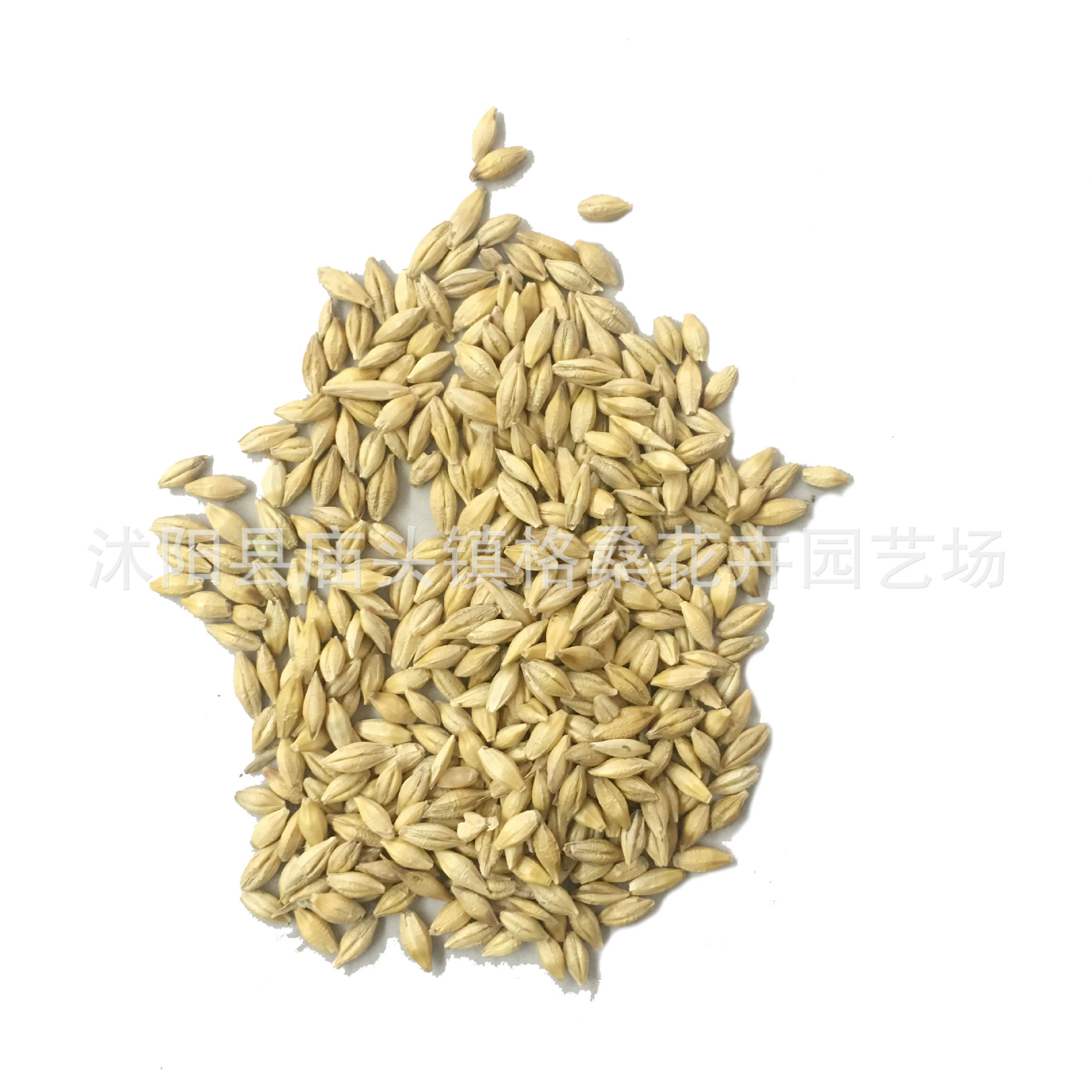 大麦种子芽苗菜种子大麦若叶青汁榨汁大麦苗大麦草多季播猫草