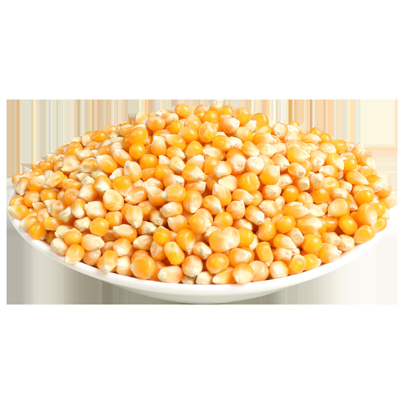 商用爆米花玉米粒 爆裂球形专用花型小玉米粒 爆米花9