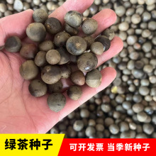 批发茶树种子茶叶籽绿茶红茶龙井铁观音大白茶