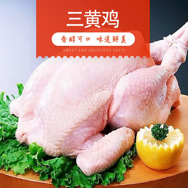 销售冷冻白条三黄鸡 手撕三黄鸡煲汤中装鸡