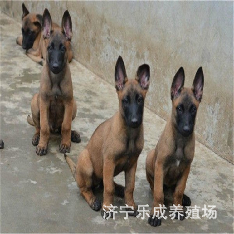 马犬罗威纳杜宾犬出售 三针疫苗两针驱虫已做欢迎下单-阿里巴巴