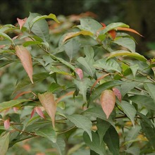 【大毅苗木】供应各种工程苗木 花卉 基地直销 优质 杜英