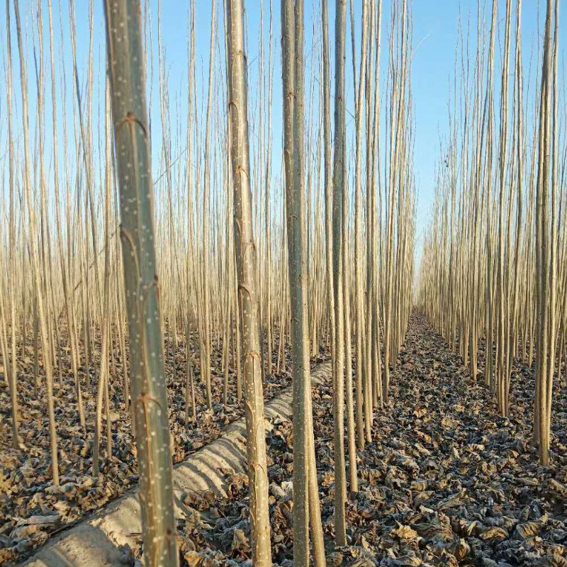 基地直销意杨白杨苗白杨树苗速生杨树苗植树造林山体绿化量大优惠