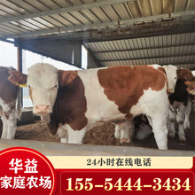 西门塔尔牛犊价格 改良小黄牛肉牛犊价格 鲁西黄牛养殖场肉牛前景