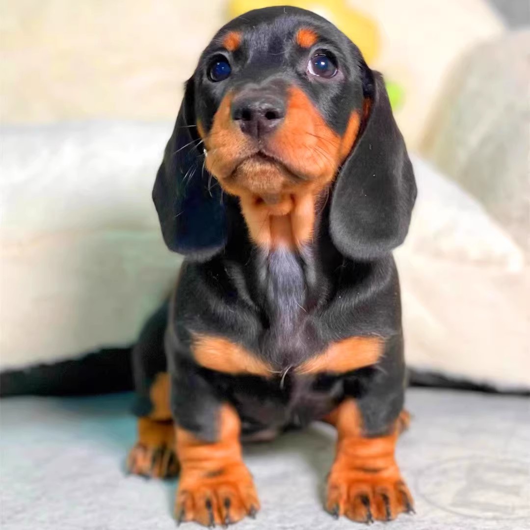 腊肠犬幼犬纯种活体腊肠狗宠物狗腊肠幼犬短毛犬家养腊肠狗腊肠犬