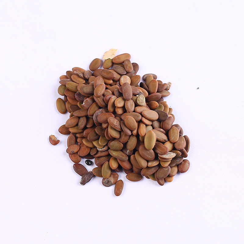 相思树种子种子金银种子园林庭院绿化植物