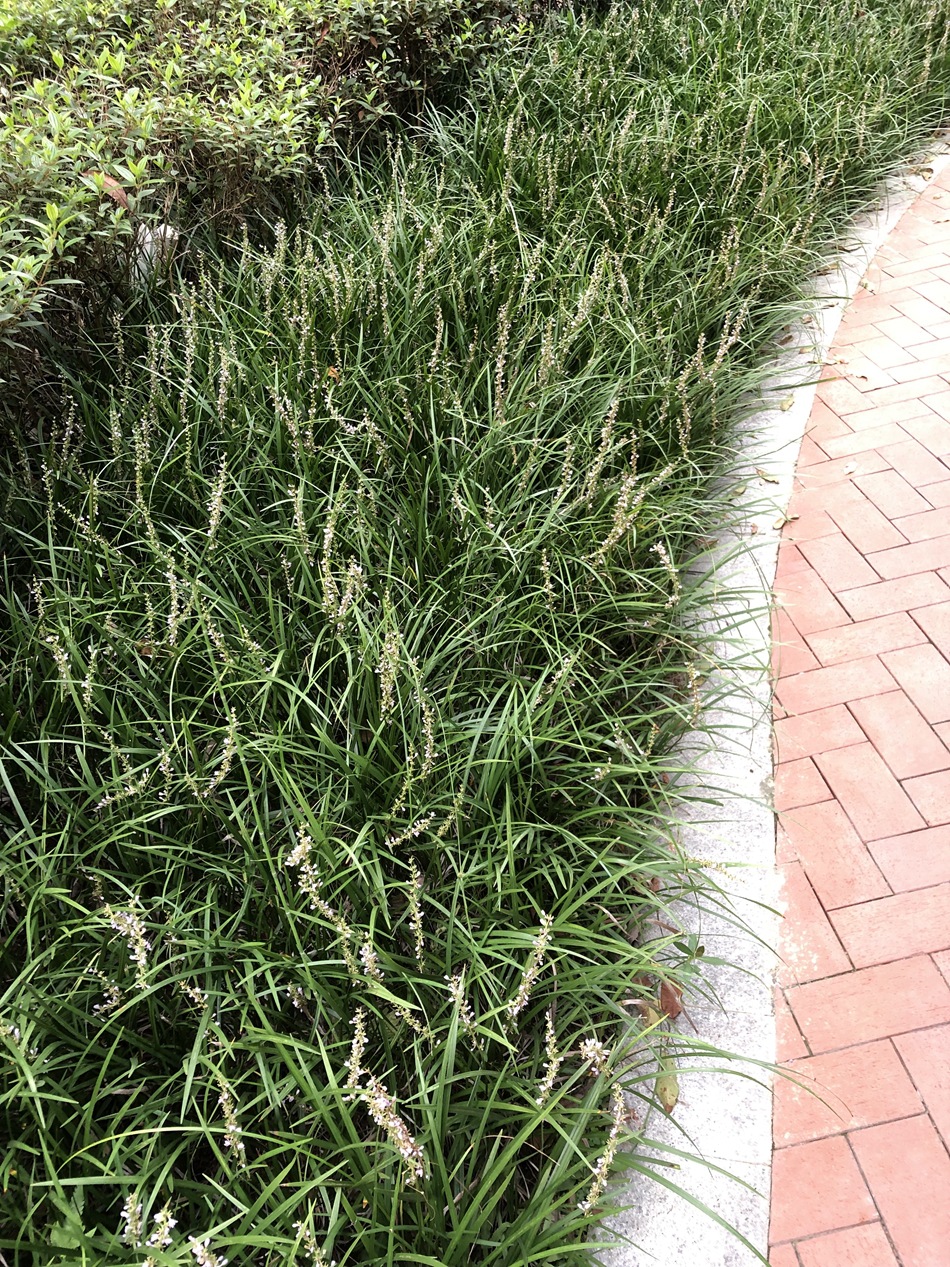 吉祥草 萍蓬草 四川成都大量批发四季常青园林绿化地被植物