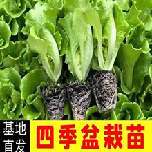 耐寒生菜苗带土奶油意大利生菜苗大速生菜紫叶四季青菜蔬菜苗水培