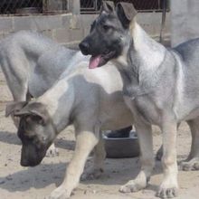 批发纯种狼青活体幼犬狗狗大型狼青护卫犬狩猎犬猛犬工作犬狼狗