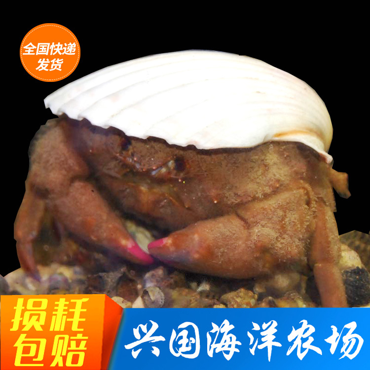 德汉劳棉蟹 活体海水鱼宠物小螃蟹海缸观赏生物兴国海洋快递包活