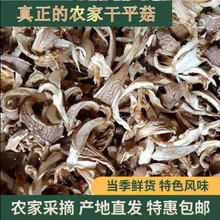 手撕平菇干货无干燥剂干蘑菇片干净无杂菌菇批发凤尾菇散装包邮