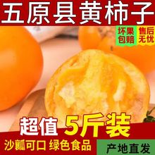 内蒙古五原黄柿子黄色西红柿现摘水果洋柿子自然熟番茄内蒙特产