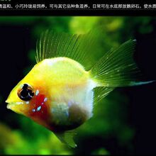 长尾桃心波子,五个月种鱼,喜欢的,滴滴!_阿里巴巴找货神器