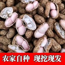 2023年新鲜湿花生现挖现发鲜花生带壳生花生农家粉皮小花生吃水煮