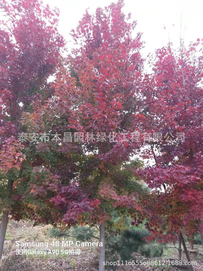 美国红枫 日本红枫 欧洲红栎 美国红橡 北美红枫 规格全耐寒防冻