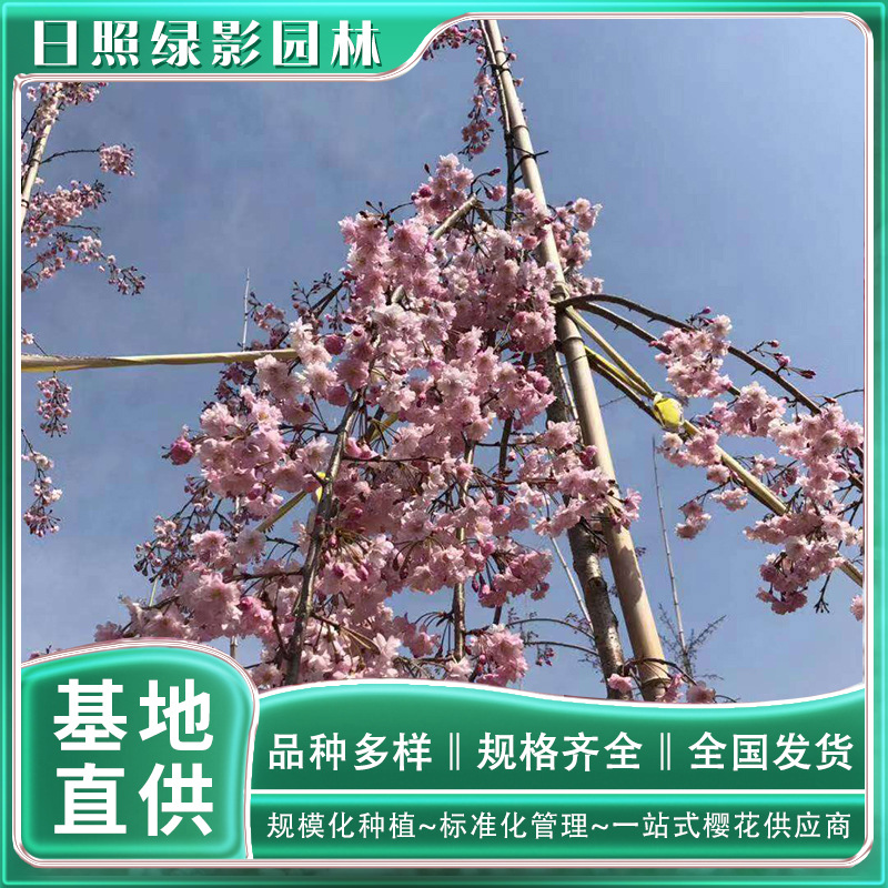 3公分八重红垂枝樱花苗什么行情价 八重红垂枝樱种植基地-阿里巴巴