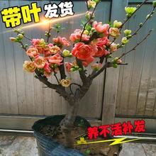 造型海棠花盆栽树苗盆景老桩日本西府庭院绿植物室内花卉四季开花