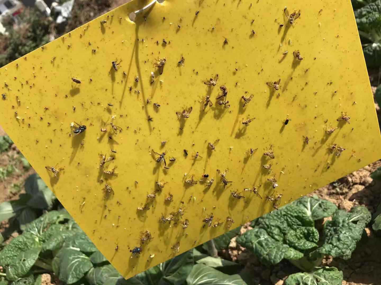 中昆绿控厂家环保茶尺蠖信息素诱虫黄板粘虫黄板长期供应