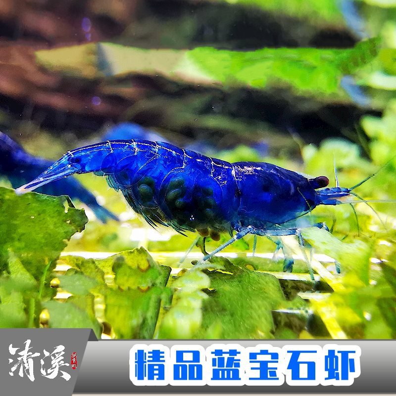 蓝宝石米虾观赏冷热带淡水虾子大小成年繁殖鱼缸虾鲜活宠物邮
