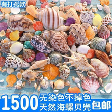 天然贝壳海螺 海星珊瑚手工diy打孔鱼缸造景装饰卷贝鱼寄居蟹用壳