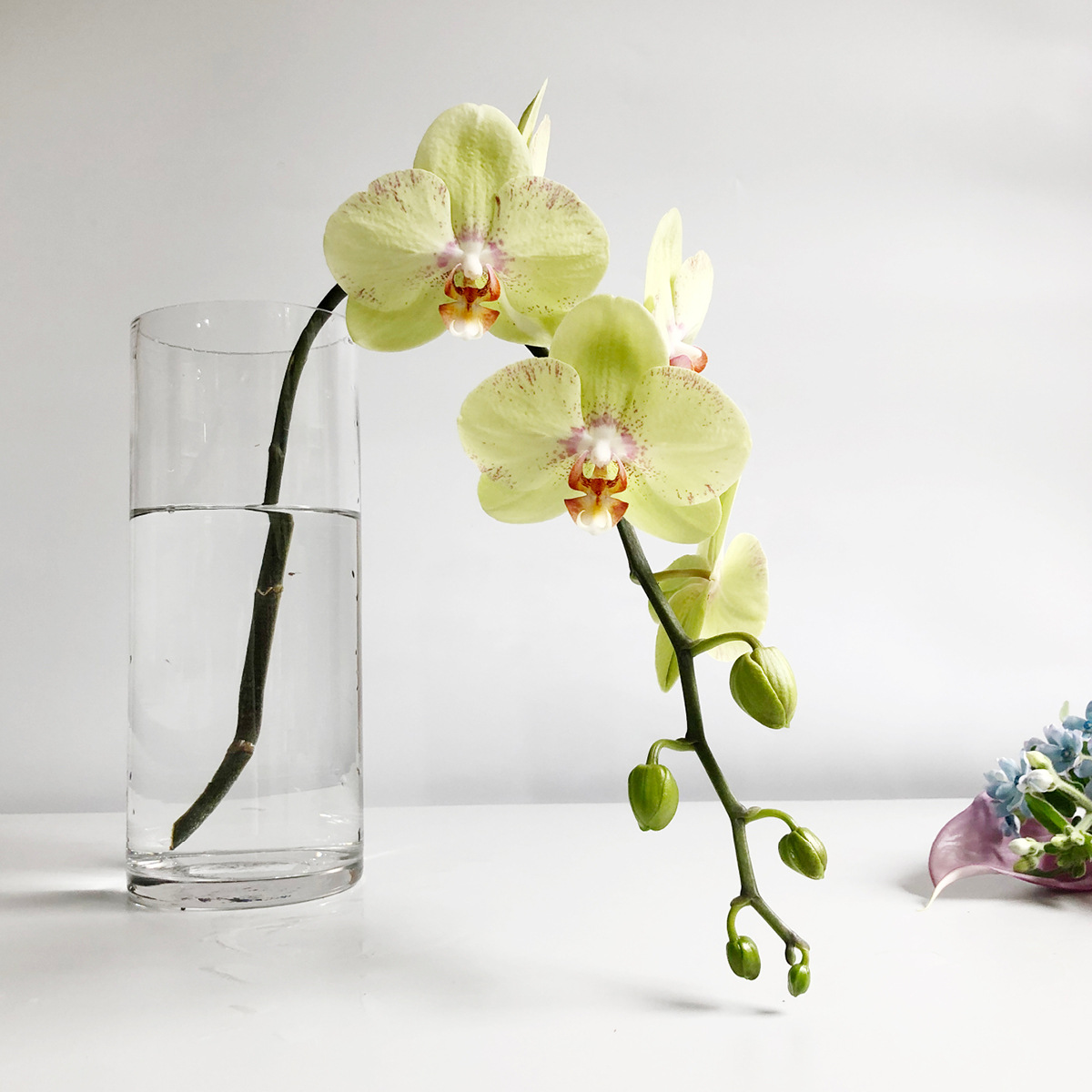 蝴蝶兰鲜切花高端稀有小众花材家庭瓶插花艺婚庆节日比赛装饰花束