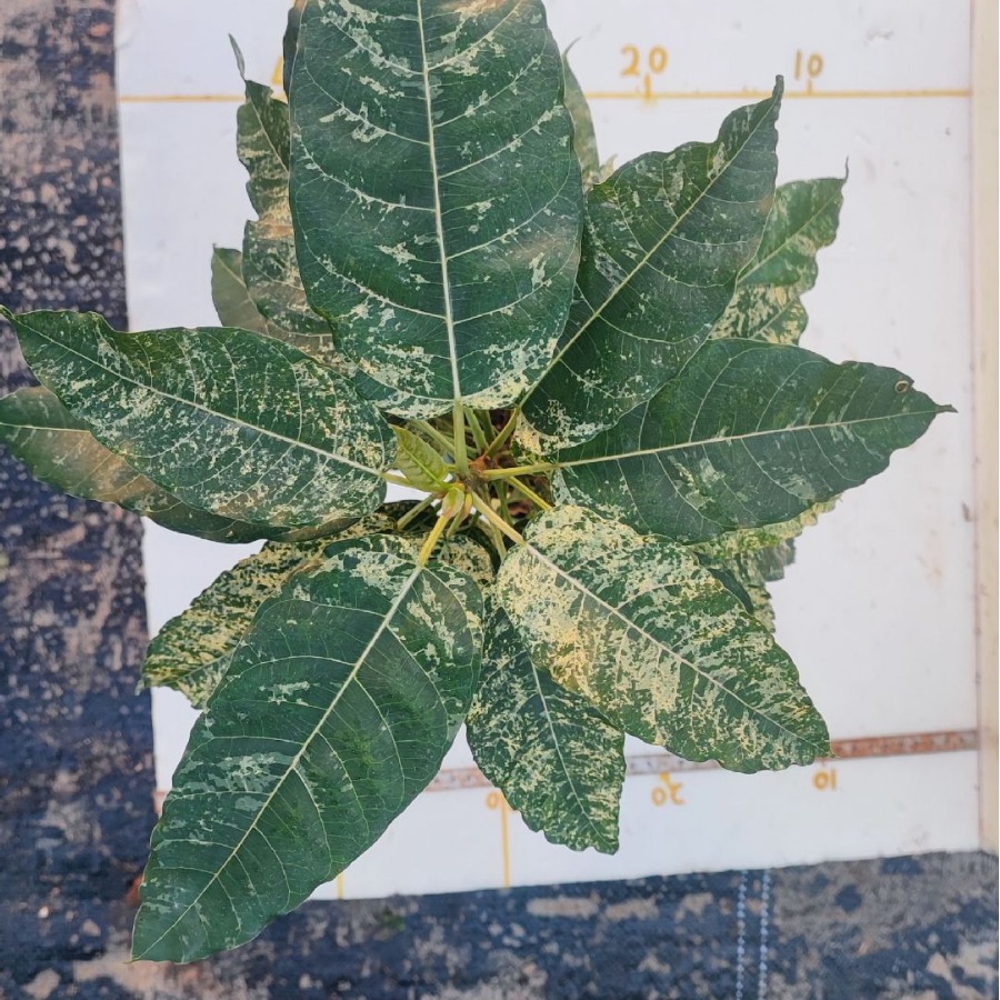 1加仑花叶高山榕棉彩榕薄荷榕室内绿植盆栽-阿里巴巴