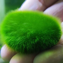 短绒藻藻石孢子引种长绒藻绿藻藻种藻源绿苔种猴水草鱼缸造景爆莱